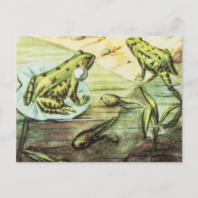 Postal Ranas verdes, Ilustracion animal (Anverso)