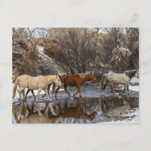 Postal Rancho de Caballos Hideout