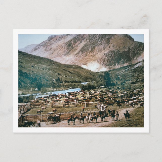 Postal Rancho de ganado, Colorado, 1899 (foto) (Anverso)