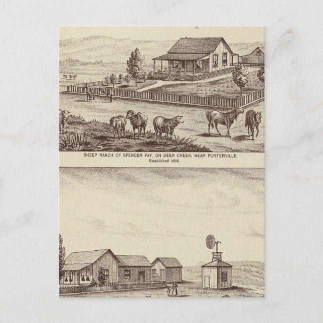 Postal ranchos de ovejas de Creek Deer (Anverso)
