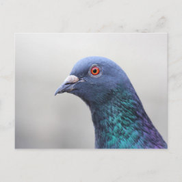 Postal Random Pigeon