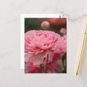 Postal Ranúnculo Rosa Peonía Primer Plano