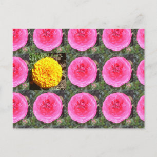 Postal Ranúnculo rosa y maravilla francesa amarilla