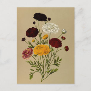 Postal Ranunculus Asiaticus Doublé Persian Ranunculus