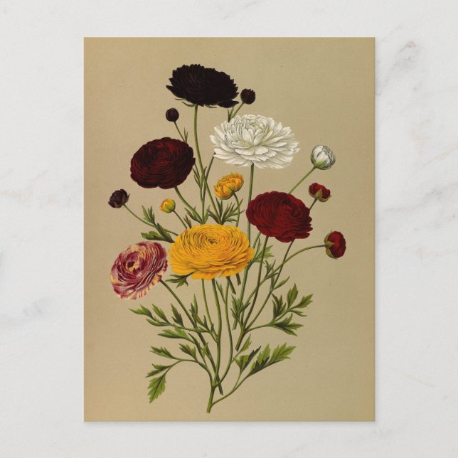 Postal Ranunculus Asiaticus Doublé Persian Ranunculus (Anverso)