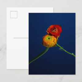 Postal Ranunculus Postcard