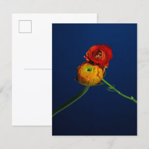Postal Ranunculus Postcard