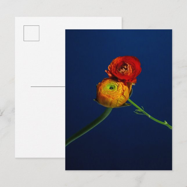 Postal Ranunculus Postcard (Anverso / Reverso)