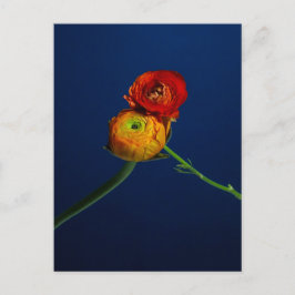 Postal Ranunculus Postcard