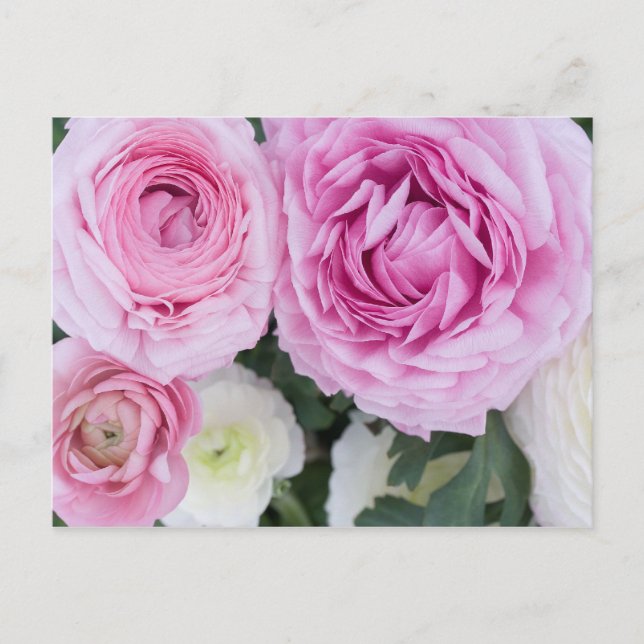 Postal Ranunculus Postcard (Anverso)