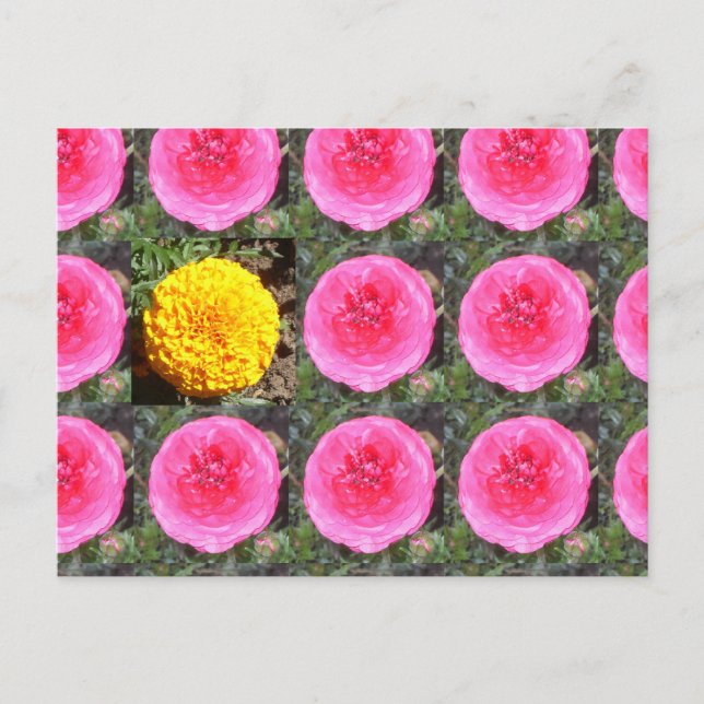 Postal Ranunculus rosado y Marigold francés amarillo (Anverso)