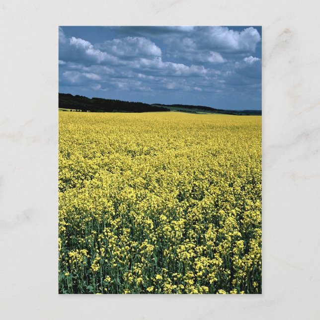 Postal Rapeseed, Wiltshire, Inglaterra (Anverso)
