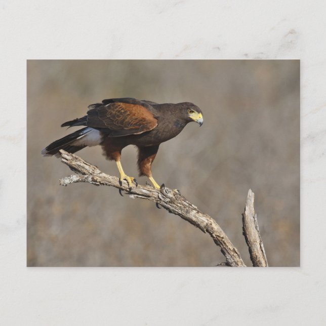 Postal Raptor de Harris (Anverso)