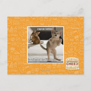 Postal Raptor Kitten