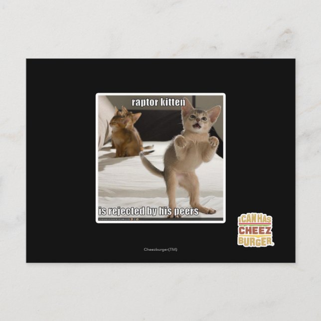 Postal Raptor Kitten (Anverso)