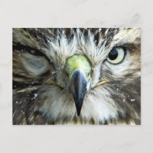 Postal Raptor Postcard