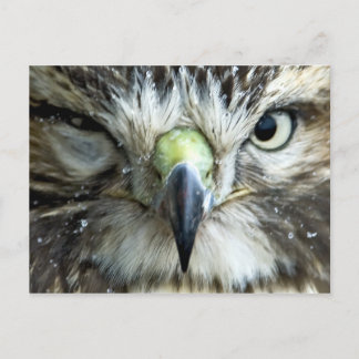 Postal Raptor Postcard