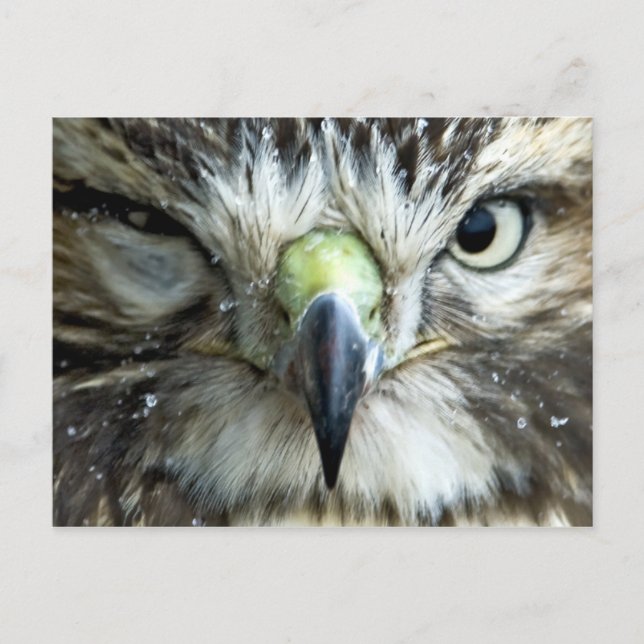 Postal Raptor Postcard (Anverso)