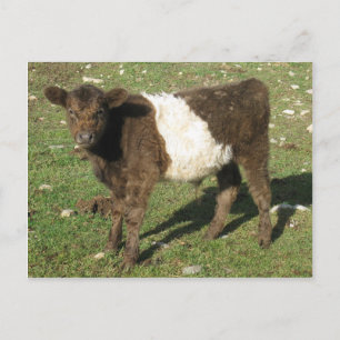 Postal Rara Dun Belt Galloway Calf