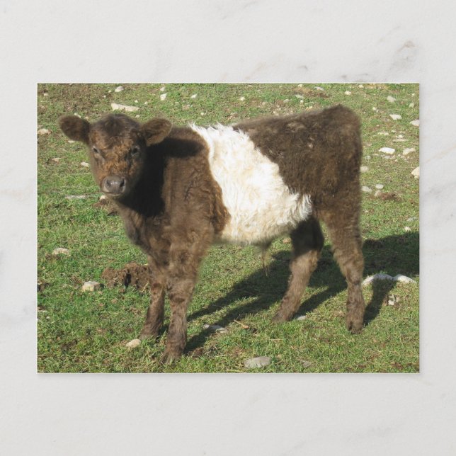 Postal Rara Dun Belt Galloway Calf (Anverso)