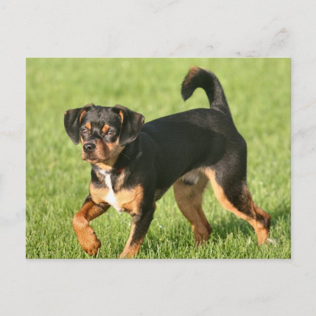 Postal Rascal (Anverso)