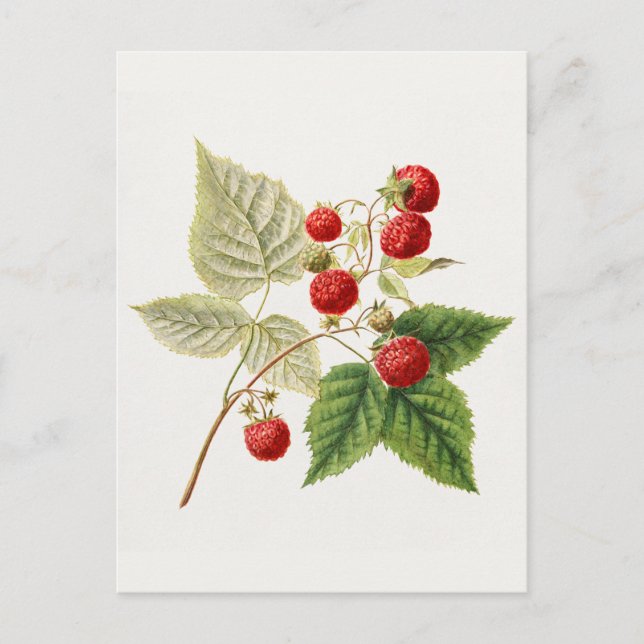 Postal Raspberries Rojas (Rubus Xneglectus) Pintura de fr (Anverso)