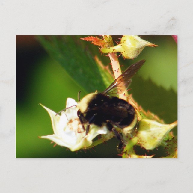 Postal Raspberry Bee (Anverso)