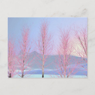 Postal Raspberry Creme Birch