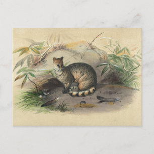 Postal Rasse de Joseph Wolf