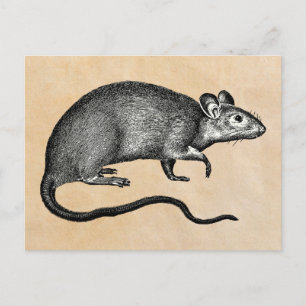 Postal Rat Halloween Vintage