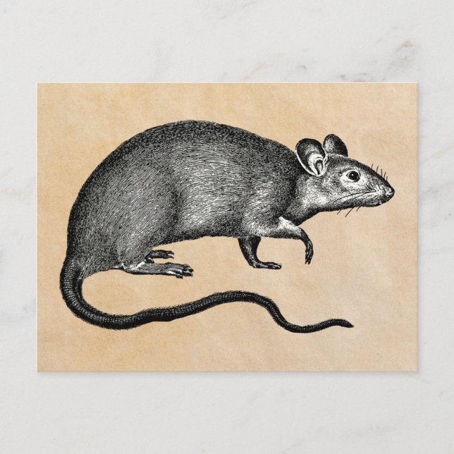 Postal Rat Halloween Vintage (Anverso)