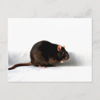 Rat pccna