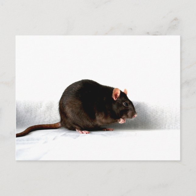 Postal Rat pccna (Anverso)