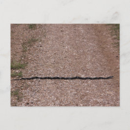 Postal Rat Snake