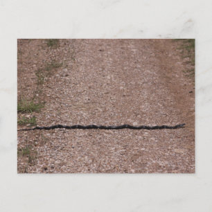 Postal Rat Snake