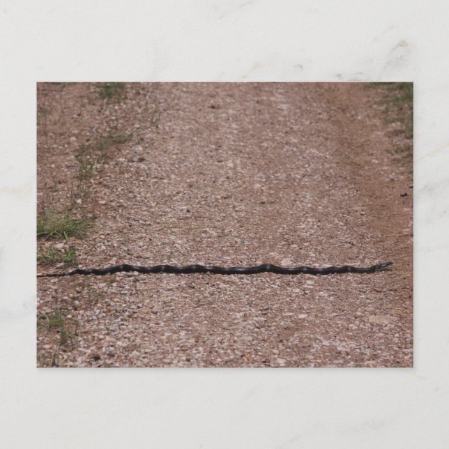 Postal Rat Snake (Anverso)