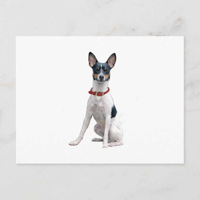 Postal Rat Terrier (A) (Anverso)