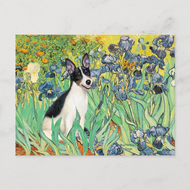 Postal Rat Terrier - Irlandeses (Anverso)