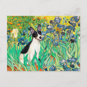 Postal Rat Terrier - Lirios