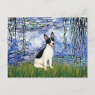 Postal Rat Terrier - Lirios 6