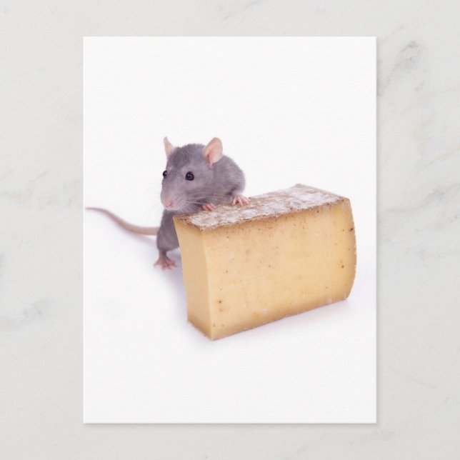 Postal rata con queso (Anverso)