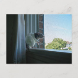 Postal Rata Contemplante