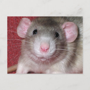 Postal Rata Dumbo Adorable