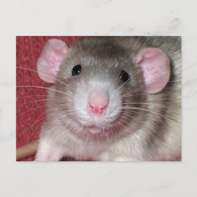 Postal Rata Dumbo Adorable (Anverso)