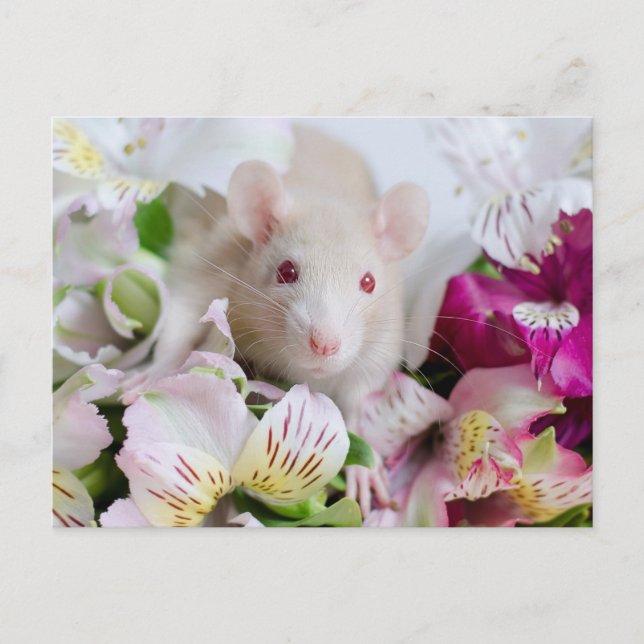 Postal Rata en flores. (Anverso)