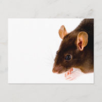 Rata marrón