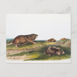 Postal Rata valija del sur, Ilustracion Shrew Mole