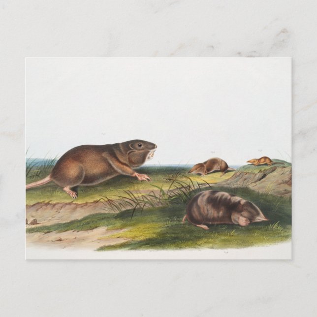Postal Rata valija del sur, Ilustracion Shrew Mole (Anverso)