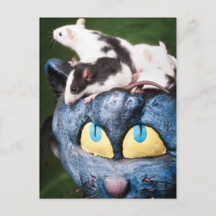 Postal Ratas en el cerebro Postcard
