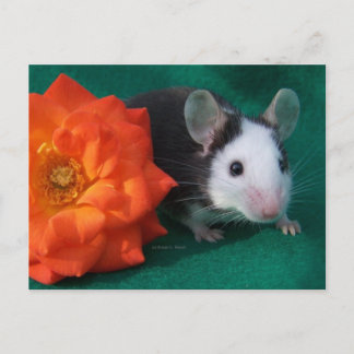 Postal Ratón blanco negro y rosa de té Naranja